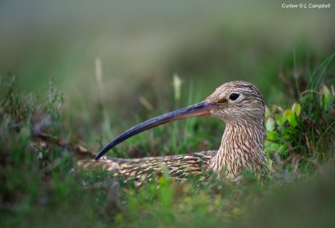 Curlew